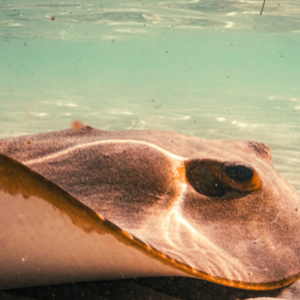 a close up of a turtle swimming under water